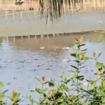 A large number of fish are found dead in a pond in Singapore