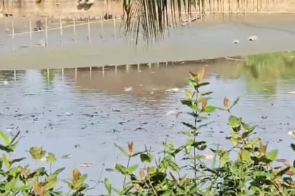 A large number of fish are found dead in a pond in Singapore