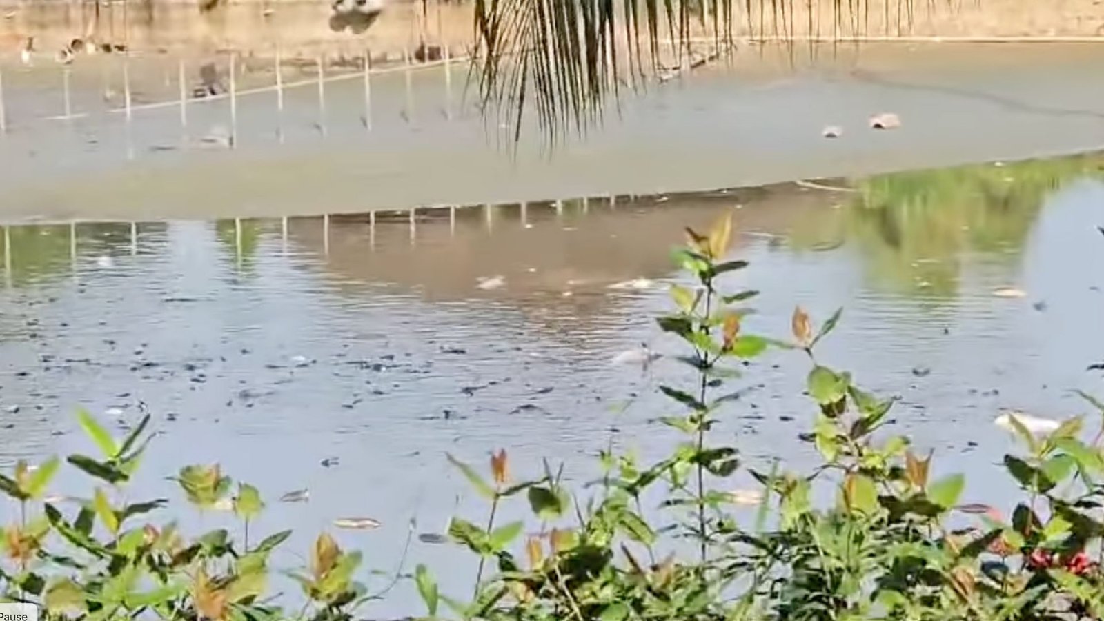 A large number of fish are found dead in a pond in Singapore