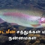 Trout Fish Benefits in Tamil